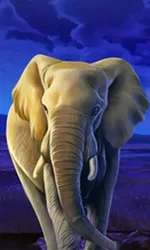African Elephant
