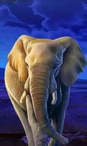 African Elephant
